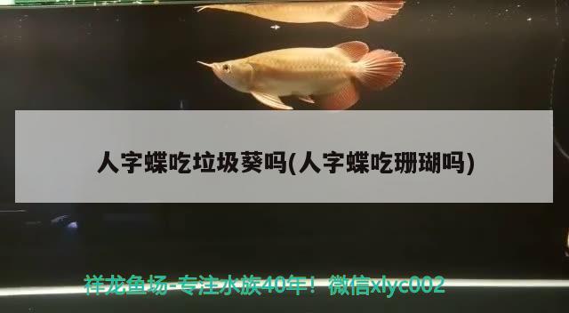 人字蝶吃垃圾葵嗎(人字蝶吃珊瑚嗎) 觀賞魚