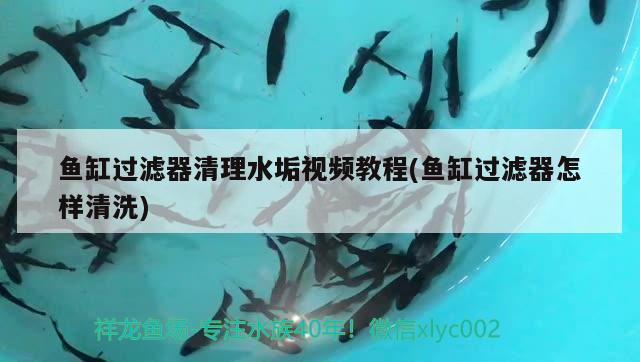 魚缸過濾器清理水垢視頻教程(魚缸過濾器怎樣清洗) 夢幻雷龍魚