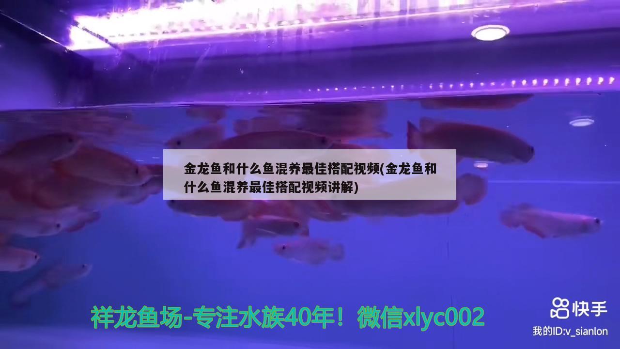 金龍魚和什么魚混養(yǎng)最佳搭配視頻(金龍魚和什么魚混養(yǎng)最佳搭配視頻講解) 觀賞魚