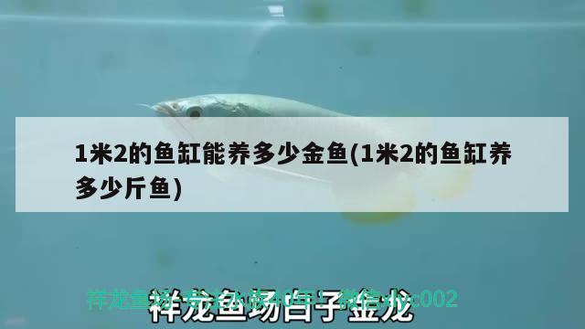 1米2的魚缸能養(yǎng)多少金魚(1米2的魚缸養(yǎng)多少斤魚)