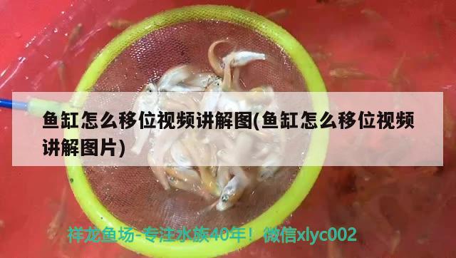 魚(yú)缸怎么移位視頻講解圖(魚(yú)缸怎么移位視頻講解圖片)