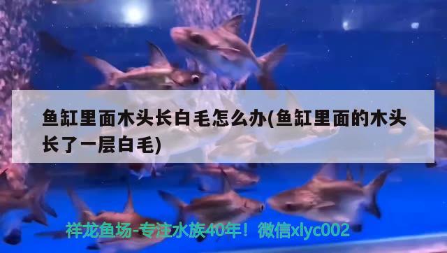 魚缸里面木頭長白毛怎么辦(魚缸里面的木頭長了一層白毛)