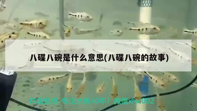 八碟八碗是什么意思(八碟八碗的故事) 觀賞魚