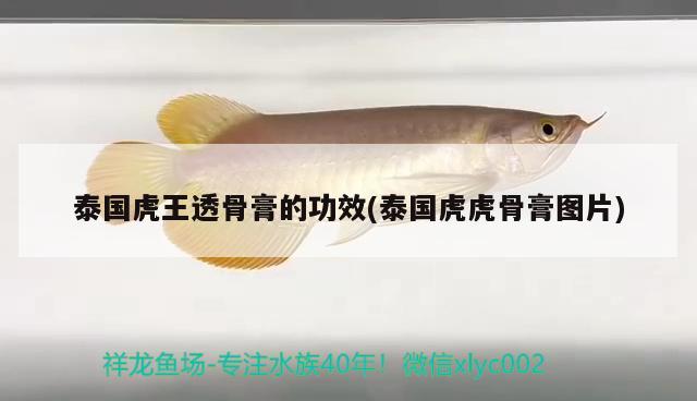 泰國(guó)虎王透骨膏的功效(泰國(guó)虎虎骨膏圖片) 觀賞魚(yú)