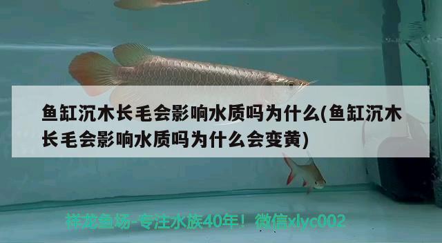 魚缸沉木長毛會影響水質(zhì)嗎為什么(魚缸沉木長毛會影響水質(zhì)嗎為什么會變黃)