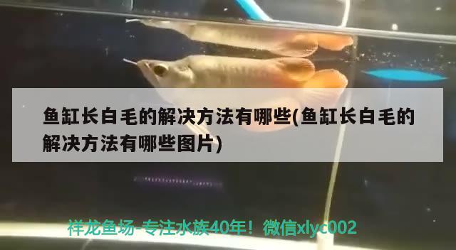 魚缸長白毛的解決方法有哪些(魚缸長白毛的解決方法有哪些圖片)