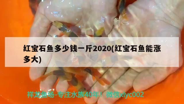 紅寶石魚多少錢一斤2020(紅寶石魚能漲多大)