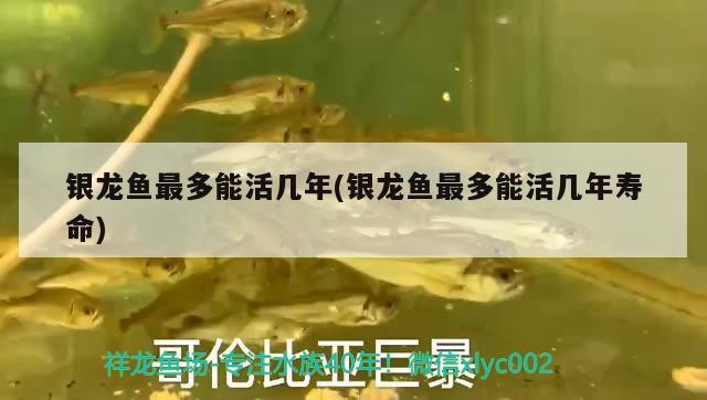 銀龍魚最多能活幾年(銀龍魚最多能活幾年壽命) 銀龍魚