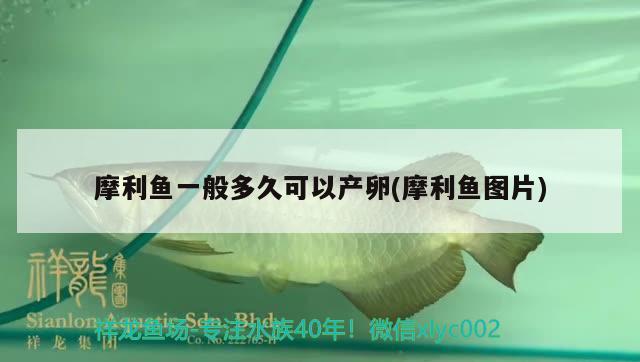 摩利魚(yú)一般多久可以產(chǎn)卵(摩利魚(yú)圖片) 觀賞魚(yú) 第2張