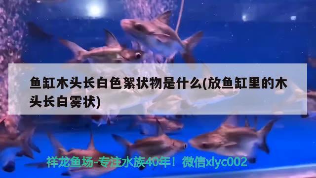 魚缸木頭長(zhǎng)白色絮狀物是什么(放魚缸里的木頭長(zhǎng)白霧狀) 二氧化碳設(shè)備