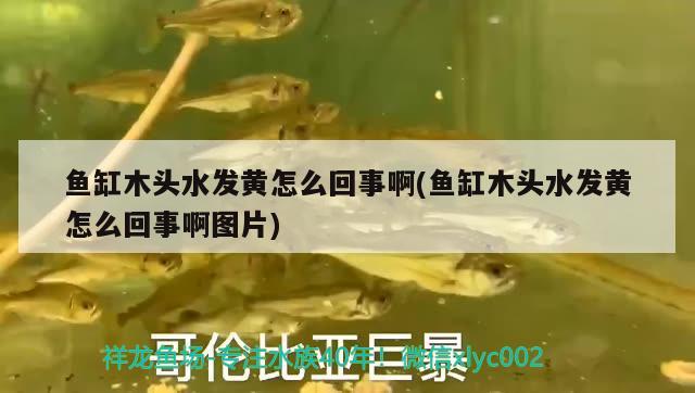 魚缸木頭水發(fā)黃怎么回事啊(魚缸木頭水發(fā)黃怎么回事啊圖片)