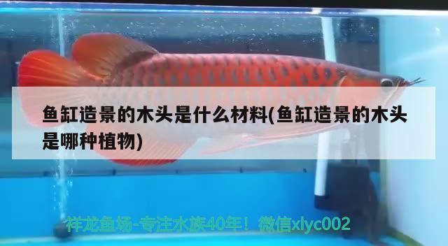 魚缸造景的木頭是什么材料(魚缸造景的木頭是哪種植物) 水族雜談