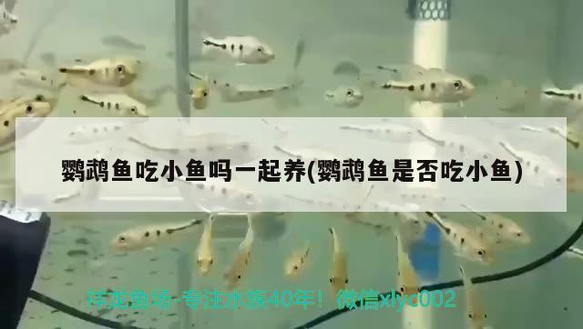 鸚鵡魚吃小魚嗎一起養(yǎng)(鸚鵡魚是否吃小魚) 鸚鵡魚