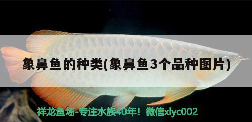 象鼻魚的種類(象鼻魚3個(gè)品種圖片)