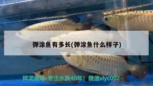 彈涂魚有多長(彈涂魚什么樣子) 觀賞魚