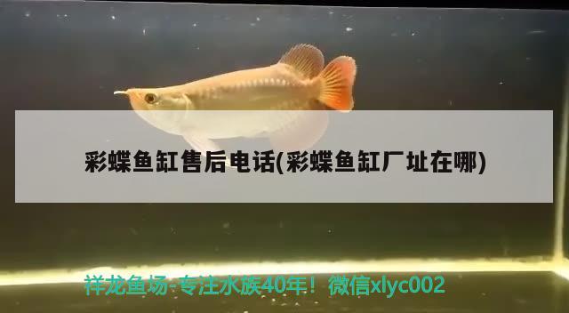 彩蝶魚缸售后電話(彩蝶魚缸廠址在哪) 彩鰈魚缸（彩蝶魚缸）