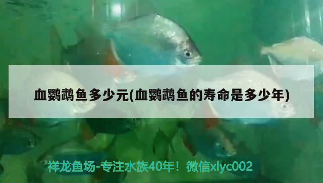 血鸚鵡魚多少元(血鸚鵡魚的壽命是多少年)