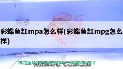 彩蝶魚缸mpa怎么樣(彩蝶魚缸mpg怎么樣) 彩鰈魚缸（彩蝶魚缸）