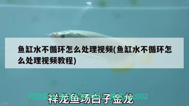 魚缸水不循環(huán)怎么處理視頻(魚缸水不循環(huán)怎么處理視頻教程)