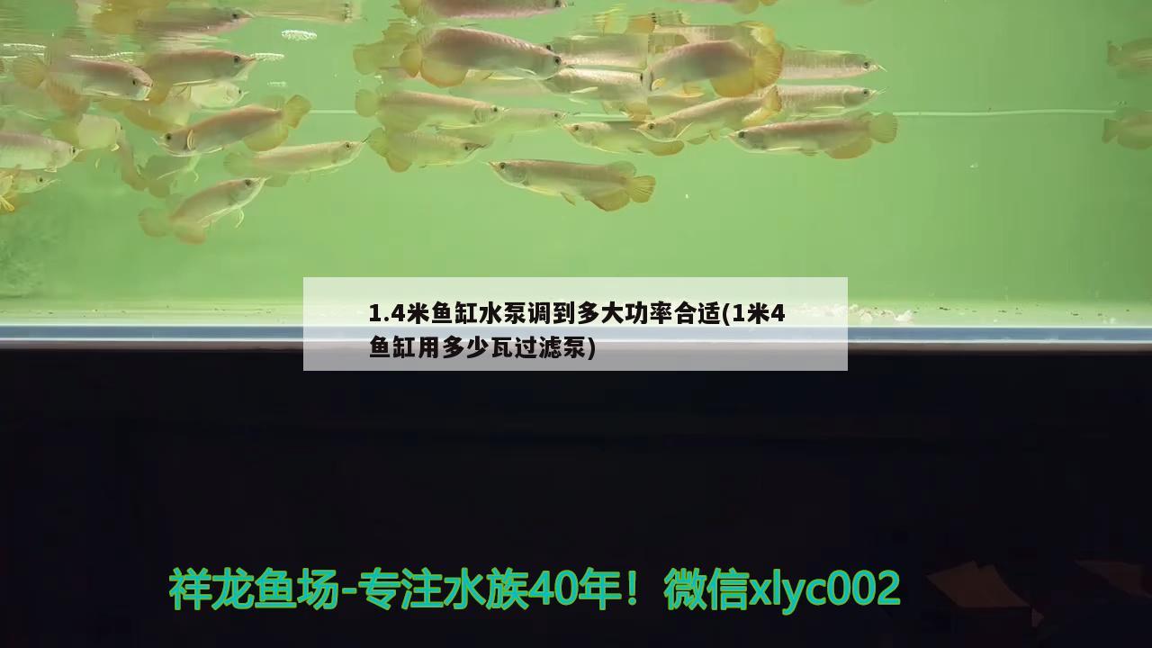 1.4米魚缸水泵調(diào)到多大功率合適(1米4魚缸用多少瓦過濾泵)