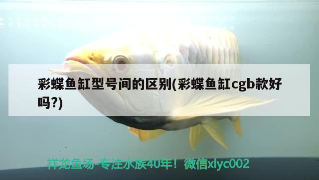 彩蝶魚缸型號間的區(qū)別(彩蝶魚缸cgb款好嗎?) 彩鰈魚缸（彩蝶魚缸）