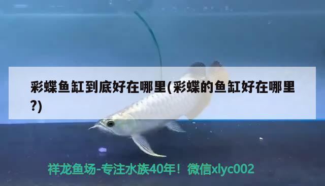 彩蝶魚(yú)缸到底好在哪里(彩蝶的魚(yú)缸好在哪里?)