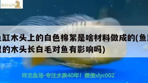 魚缸木頭上的白色棉絮是啥材料做成的(魚缸里的木頭長白毛對魚有影響嗎) 白條過背金龍魚