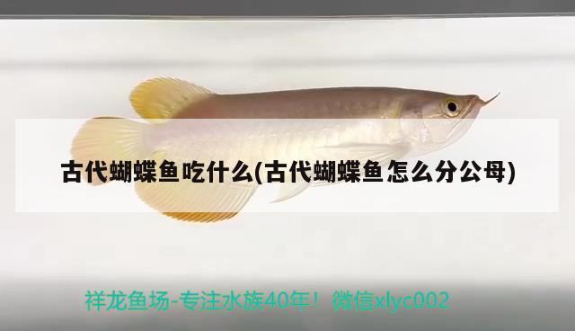 古代蝴蝶魚吃什么(古代蝴蝶魚怎么分公母) 蝴蝶鯉