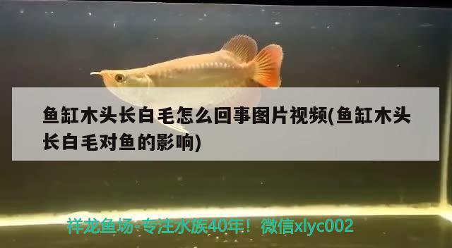 魚缸木頭長(zhǎng)白毛怎么回事圖片視頻(魚缸木頭長(zhǎng)白毛對(duì)魚的影響) 慈雕魚