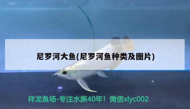 尼羅河大魚(尼羅河魚種類及圖片) 觀賞魚