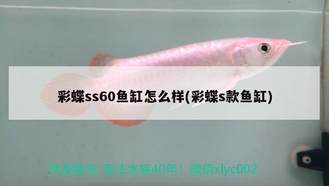 彩蝶ss60魚缸怎么樣(彩蝶s款魚缸) 彩鰈魚缸（彩蝶魚缸）