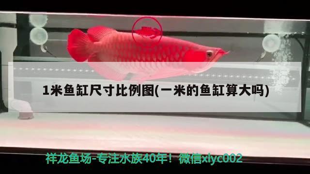 1米魚缸尺寸比例圖(一米的魚缸算大嗎)