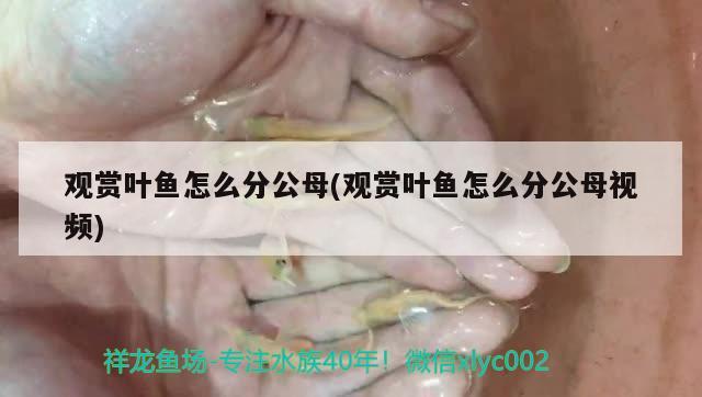 觀賞葉魚怎么分公母(觀賞葉魚怎么分公母視頻) 觀賞魚