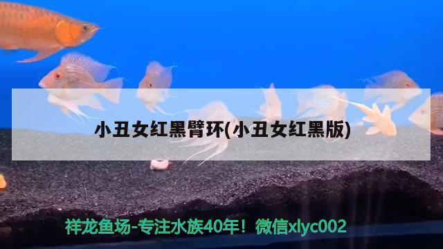 小丑女紅黑臂環(huán)(小丑女紅黑版) 觀賞魚