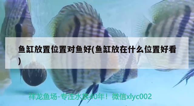 魚缸放置位置對(duì)魚好(魚缸放在什么位置好看)