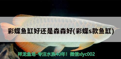 彩蝶魚缸好還是森森好(彩蝶s款魚缸)