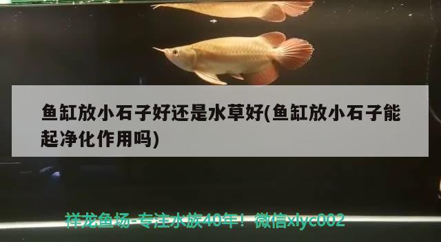 魚缸放小石子好還是水草好(魚缸放小石子能起凈化作用嗎)