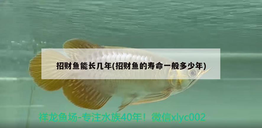 招財(cái)魚能長(zhǎng)幾年(招財(cái)魚的壽命一般多少年)