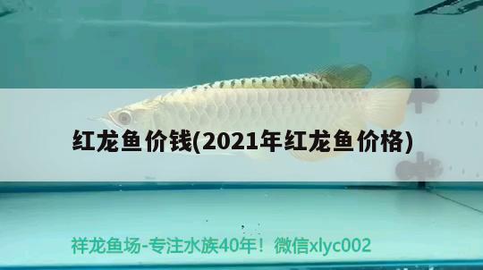 紅龍魚價錢(2021年紅龍魚價格)