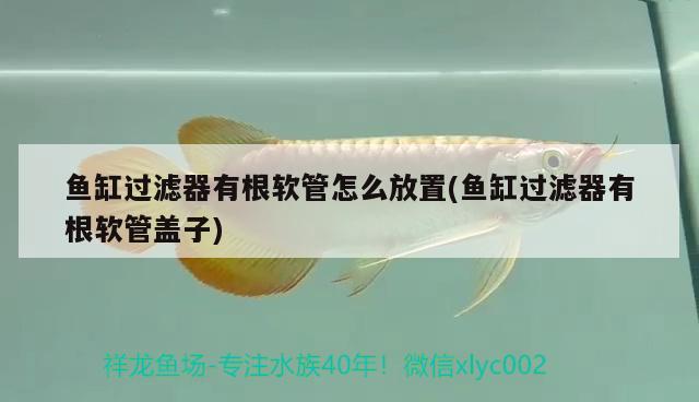 魚缸過濾器有根軟管怎么放置(魚缸過濾器有根軟管蓋子)