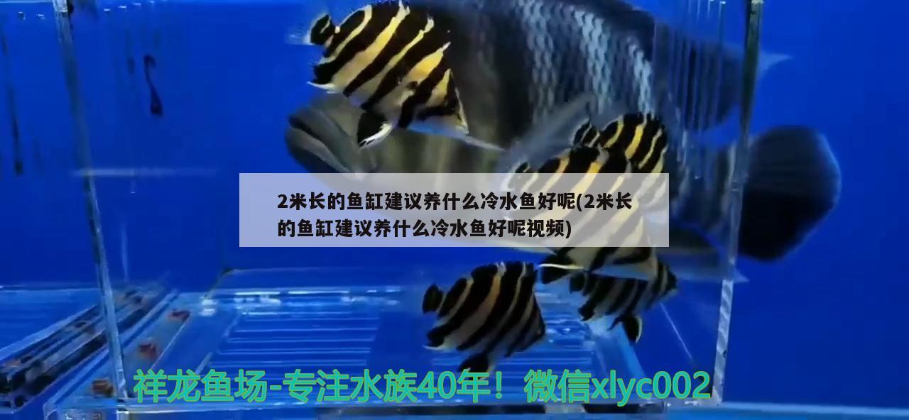 2米長的魚缸建議養(yǎng)什么冷水魚好呢(2米長的魚缸建議養(yǎng)什么冷水魚好呢視頻) 鐵甲武士