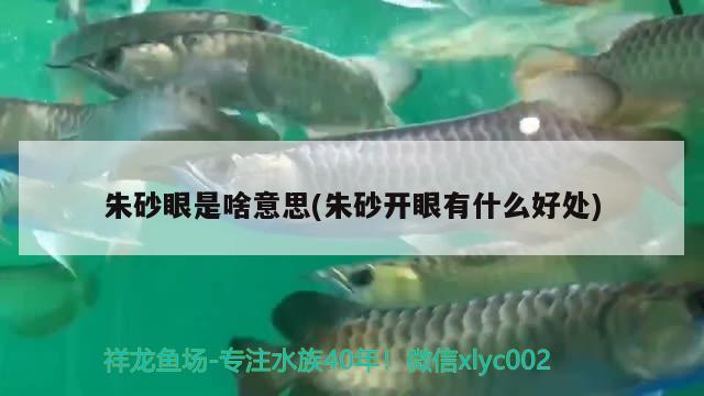 朱砂眼是啥意思(朱砂開眼有什么好處) 觀賞魚