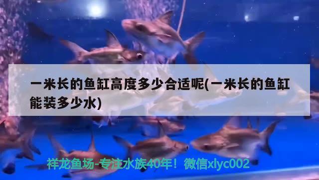 一米長的魚缸高度多少合適呢(一米長的魚缸能裝多少水)