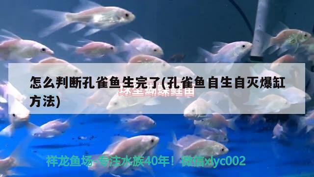 怎么判斷孔雀魚生完了(孔雀魚自生自滅爆缸方法) 觀賞魚