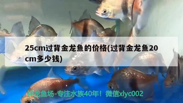 25cm過背金龍魚的價(jià)格(過背金龍魚20cm多少錢)