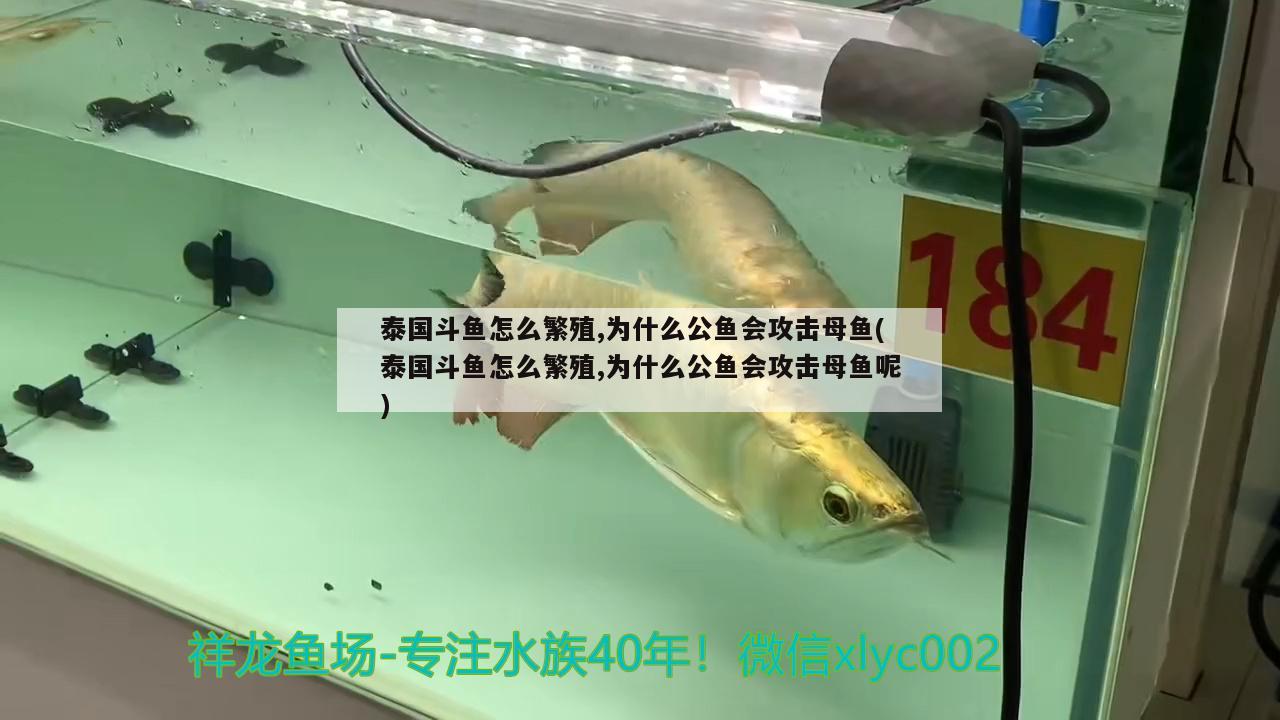 泰國斗魚怎么繁殖,為什么公魚會(huì)攻擊母魚(泰國斗魚怎么繁殖,為什么公魚會(huì)攻擊母魚呢)