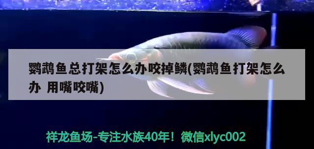 鸚鵡魚總打架怎么辦咬掉鱗(鸚鵡魚打架怎么辦用嘴咬嘴) 鸚鵡魚