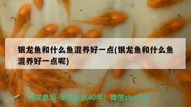 銀龍魚和什么魚混養(yǎng)好一點(銀龍魚和什么魚混養(yǎng)好一點呢)