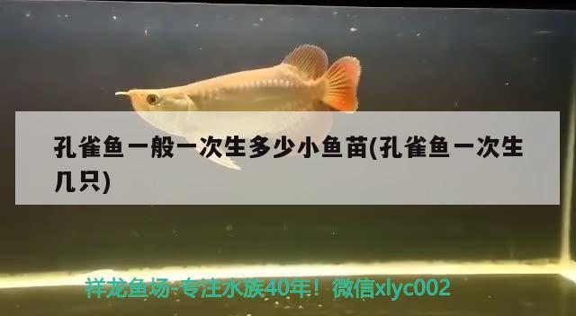 孔雀魚一般一次生多少小魚苗(孔雀魚一次生幾只) 觀賞魚