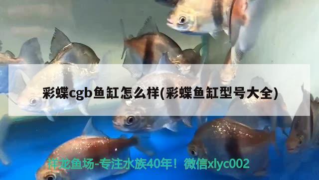 彩蝶cgb魚(yú)缸怎么樣(彩蝶魚(yú)缸型號(hào)大全)